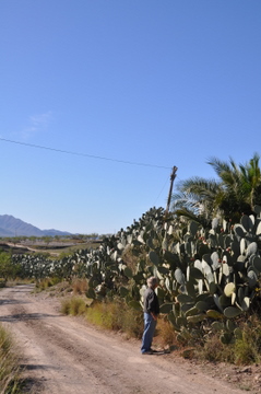 La Cochinilla del Carmin is destroying vast tracts of prickly pears